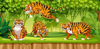 Tigre en la selva vector