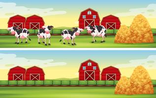 Escenas de granja con vacas y graneros. vector