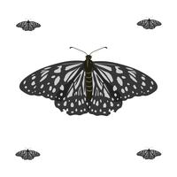 Realstic Flying Butterfly Vector Illustration