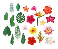 Colección de flores y hojas tropicales vector