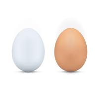 Huevos blancos y marrones vector