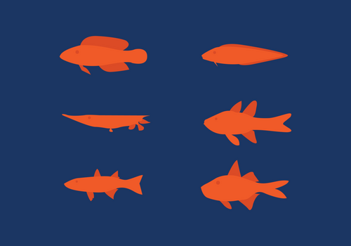 Freshwater Fish Set in two color style vector