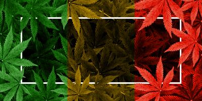 Marijuana or Cannabis Leaf color background vector