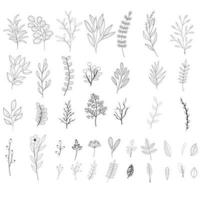Conjunto de hojas y ramas. vector