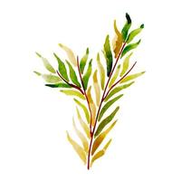 Hand Drawn Watercolor Leaf  vector