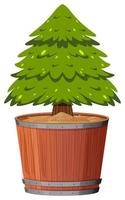 A pine tree in pot vector