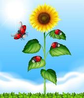 Ladybugs flying around sunflower vector
