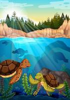 Turtles swimming under the ocean vector