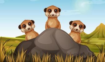 Three meerkats behind a rock in field  vector