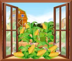 Corn field view outside window  vector