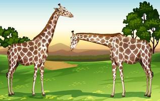 Two giraffes in the field trees vector