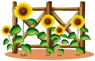 Sunflowers in front of wooden fence vector