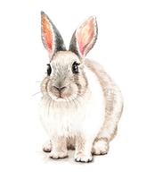 Retrato de conejo acuarela dibujado a mano ilustración vector