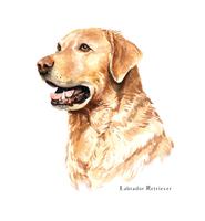 Watercolor hand drawn portrait of Labrador Retriever dog