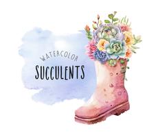 Watercolor succulents in tall rain boots on watercolor background. vector