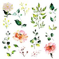 Beautiful Watercolor Floral and Leaves vector