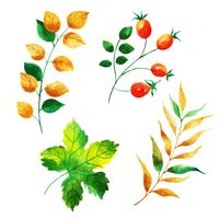 Beautiful Watercolor Autumn Leaves Collection vector