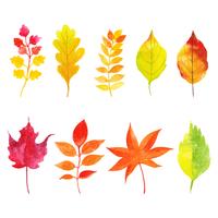 Autumn Leaves Collection vector