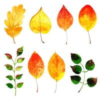 Hermosa colección de hojas de otoño de acuarela vector