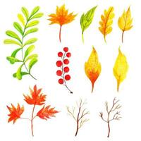 Beautiful Watercolor Autumn Leaves Collection vector