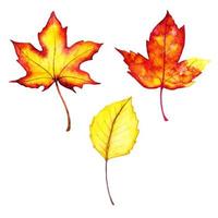 Colección de hojas de otoño rojo y amarillo vector