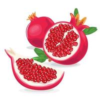 Fresh Pomegranate fruit illustration vector