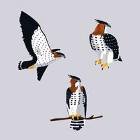 imposing hawks birds with different poses vector