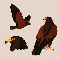 imponentes halcones pájaros con diferentes poses vector