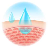 Moisture droplets absorbing into skin  vector