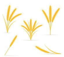 yellow ears of ripe wheat spikelet vector illustration