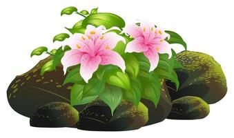 Pink lily flowers and rocks on white background vector