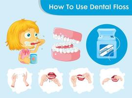 Scientific medical illustration of dental floss procedure vector