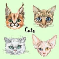 Caras de gatos de diferentes razas. Conjunto. Acuarela vector