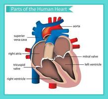 Ilustración médica científica de partes del corazón humano vector