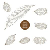 Cardamom. Hand drawn set of cosmetic herbs isolated on white background. vector