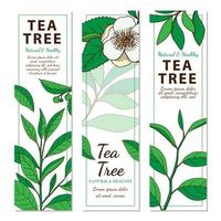 Árbol de té. Conjunto de 3 banners web dibujados a mano vertical con hierbas aisladas sobre fondo blanco. vector