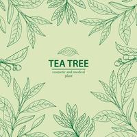 Planta de árbol de té en el estilo de contorno. Fondo herbario dibujado a mano. vector