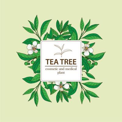 Tea Tree plant under white square frame. Hand drawn herbal background.