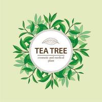 Tea Tree plants under white circle frame. Hand drawn herbal background. vector