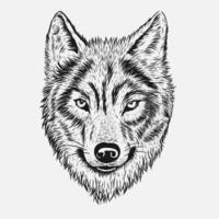 Dibujo a mano cabeza de lobo vector