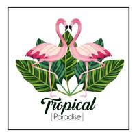 tropical flamingos couple with leaves plants vector