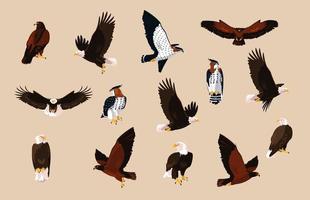 halcones y águilas pájaros con diferentes poses vector
