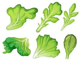 A set of salad leaf