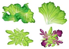 A Set of Leaf Vegetable vector