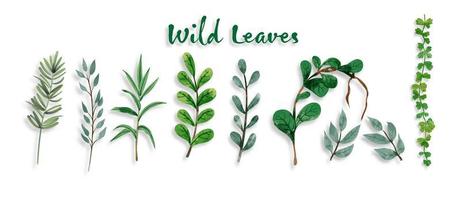 Set of botanic and wild leaves in watercolor painting. vector