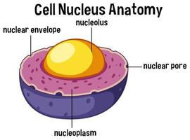 Animal cell nucleus anatomy vector