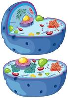 Magnified diagram of a plant cell vector