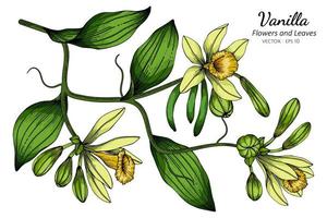 Vanilla flower and leaf drawing vector