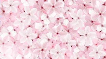 Blossoming pink sakura flowers background vector