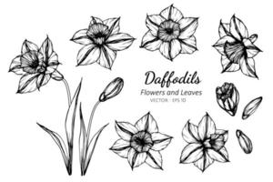 Collection Daffodil Flower and Leaves  vector